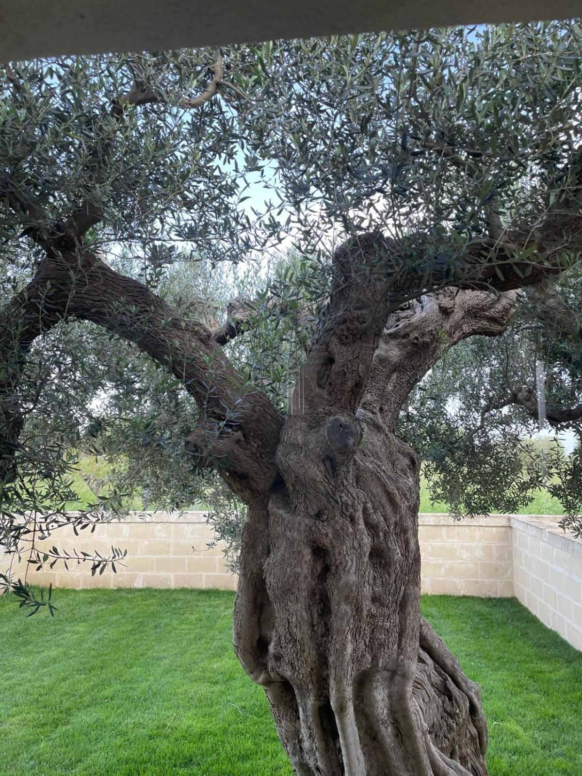 Masseria Fanizzi Conversano Pokoj fotografie